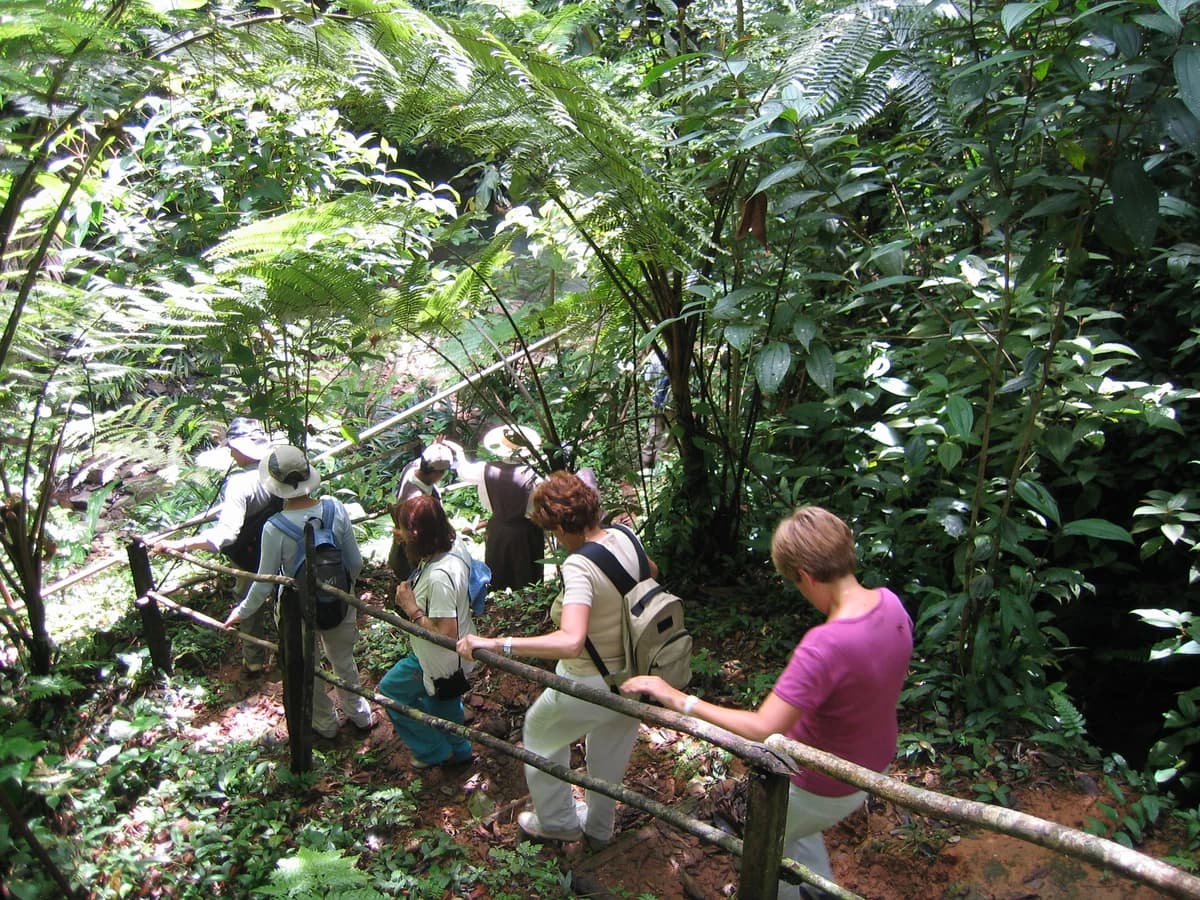 Tropical Rainforest for Sale in Colón - Photo 3
