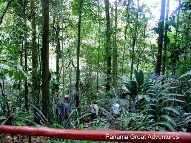 Tropical Rainforest for Sale in Colón