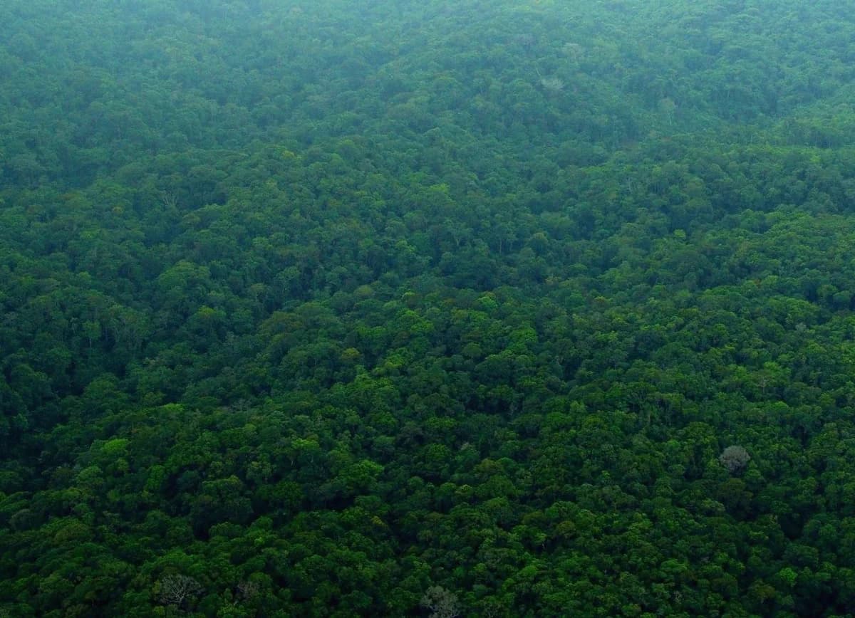 Tropical Rainforest for Sale in Colón - Photo 5