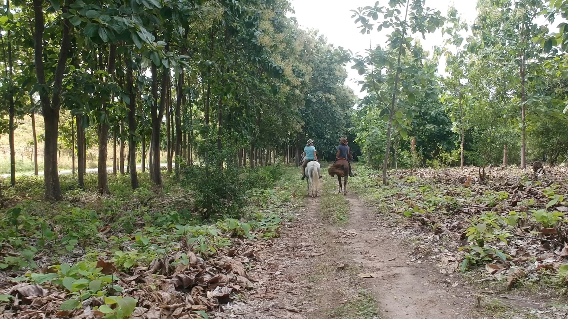 15-Hectare Teak Estate with Ocean Views | San Carlos Panama $2.9M - Photo 3