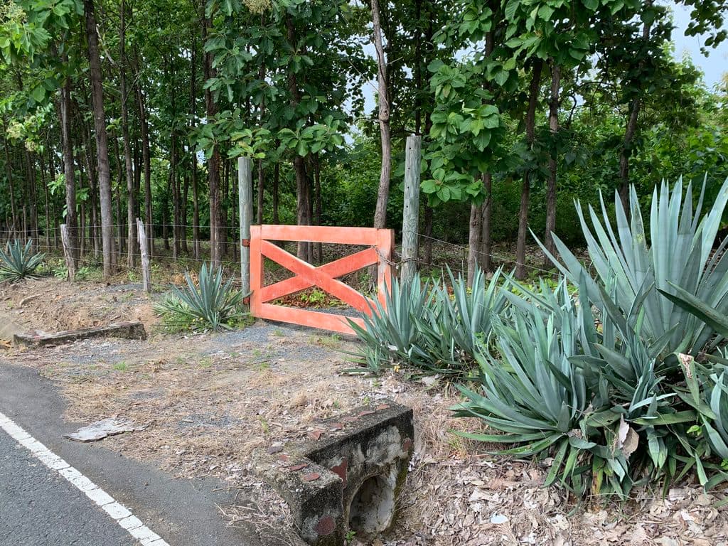 15-Hectare Teak Estate with Ocean Views | San Carlos Panama $2.9M - Photo 5