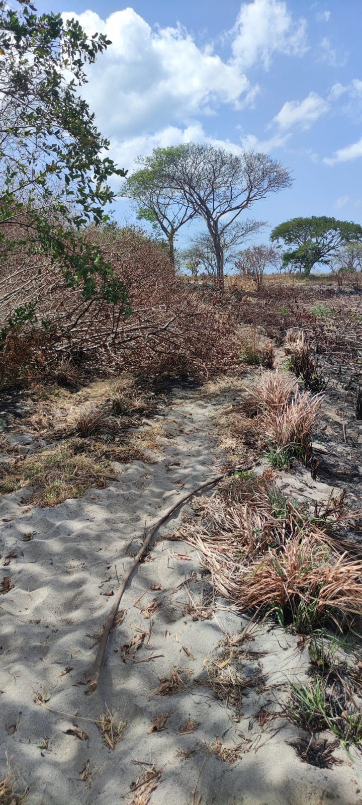 35-Hectare Beachfront Paradise in Chame - $12.25M - Windsurfing Haven - Photo 3