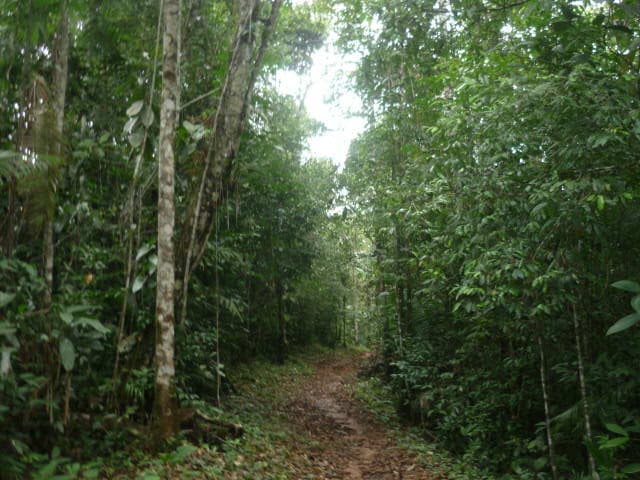 Sierra Llorona: 151-Hectare Atlantic Paradise in Historic Portobelo - Photo 5