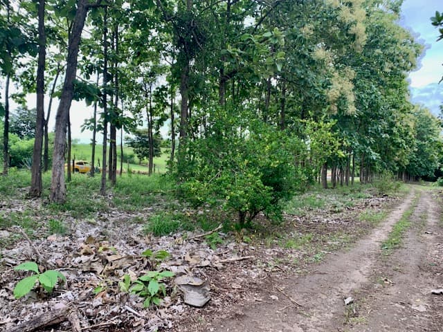 15-Hectare Teak Estate with Ocean Views | San Carlos Panama $2.9M - Photo 3