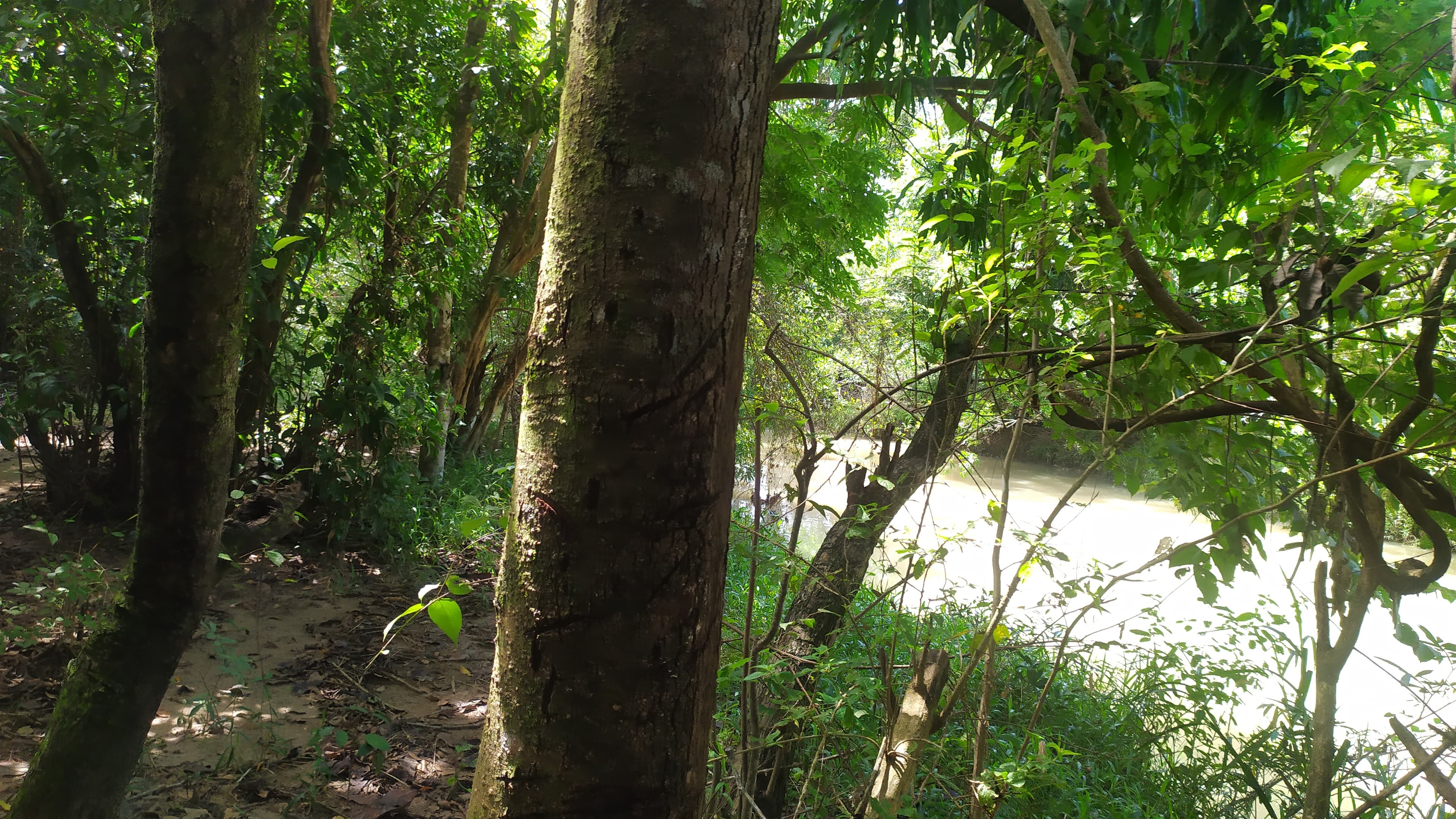 8-Hectare Riverside Paradise in Penonomé | $1.5M Coclé Land | DoPanama - Photo 4