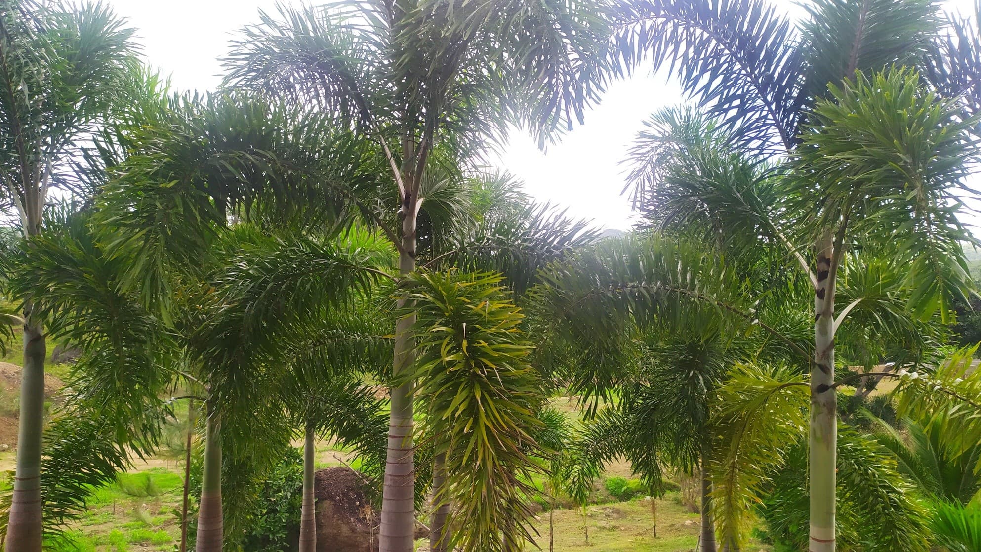 7-Hectare Paradise Estate w/ Cabin & Ponds - La Pintada $2.8M - Photo 5