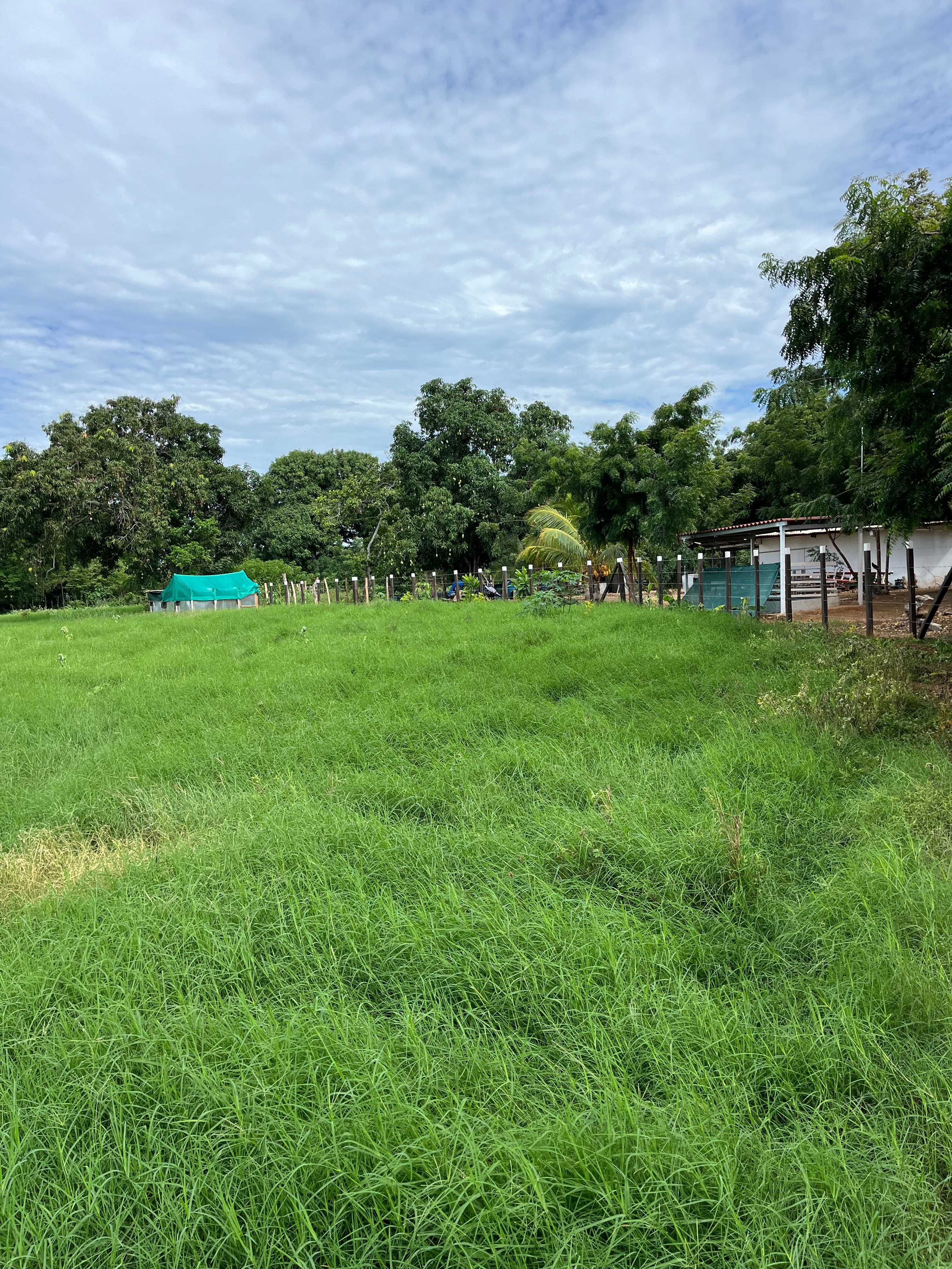 15.4 Hectares of Paradise: Mountain View Land in Chitré, Herrera - Photo 4