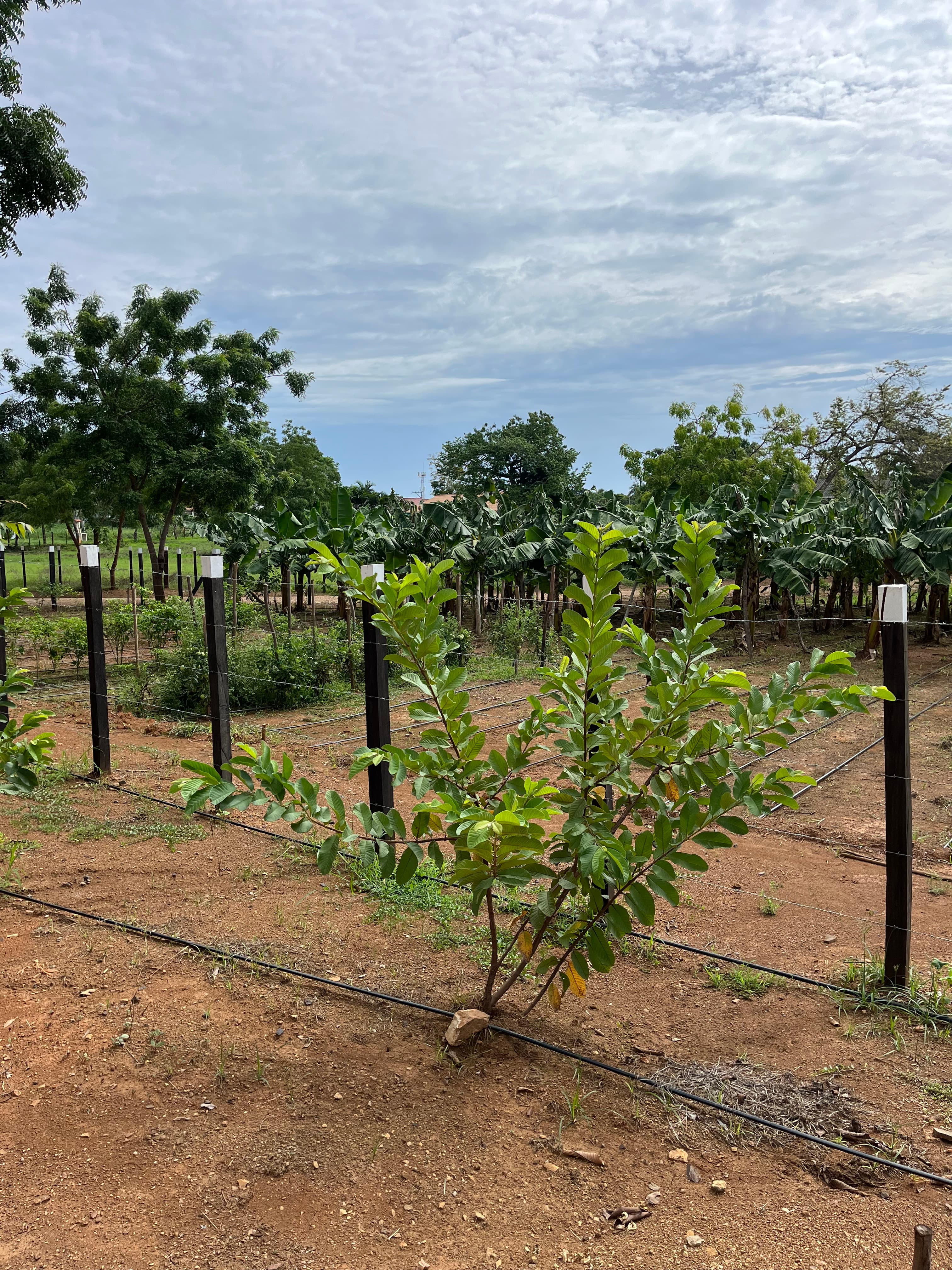 15.4 Hectares of Paradise: Mountain View Land in Chitré, Herrera - Photo 5