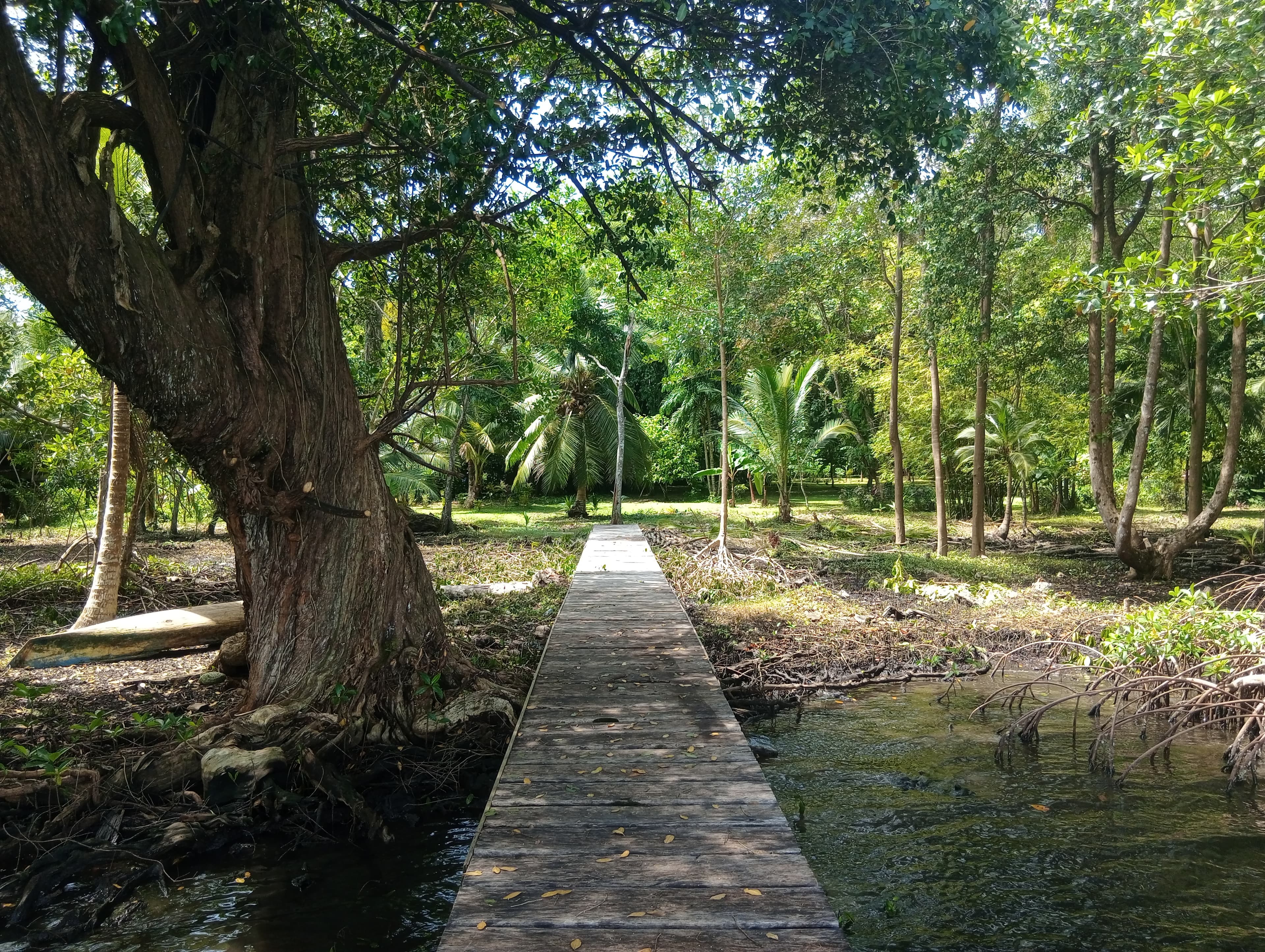 1.5-Acre Private Waterfront Paradise - Tierra Oscura, Bocas del Toro - Photo 3