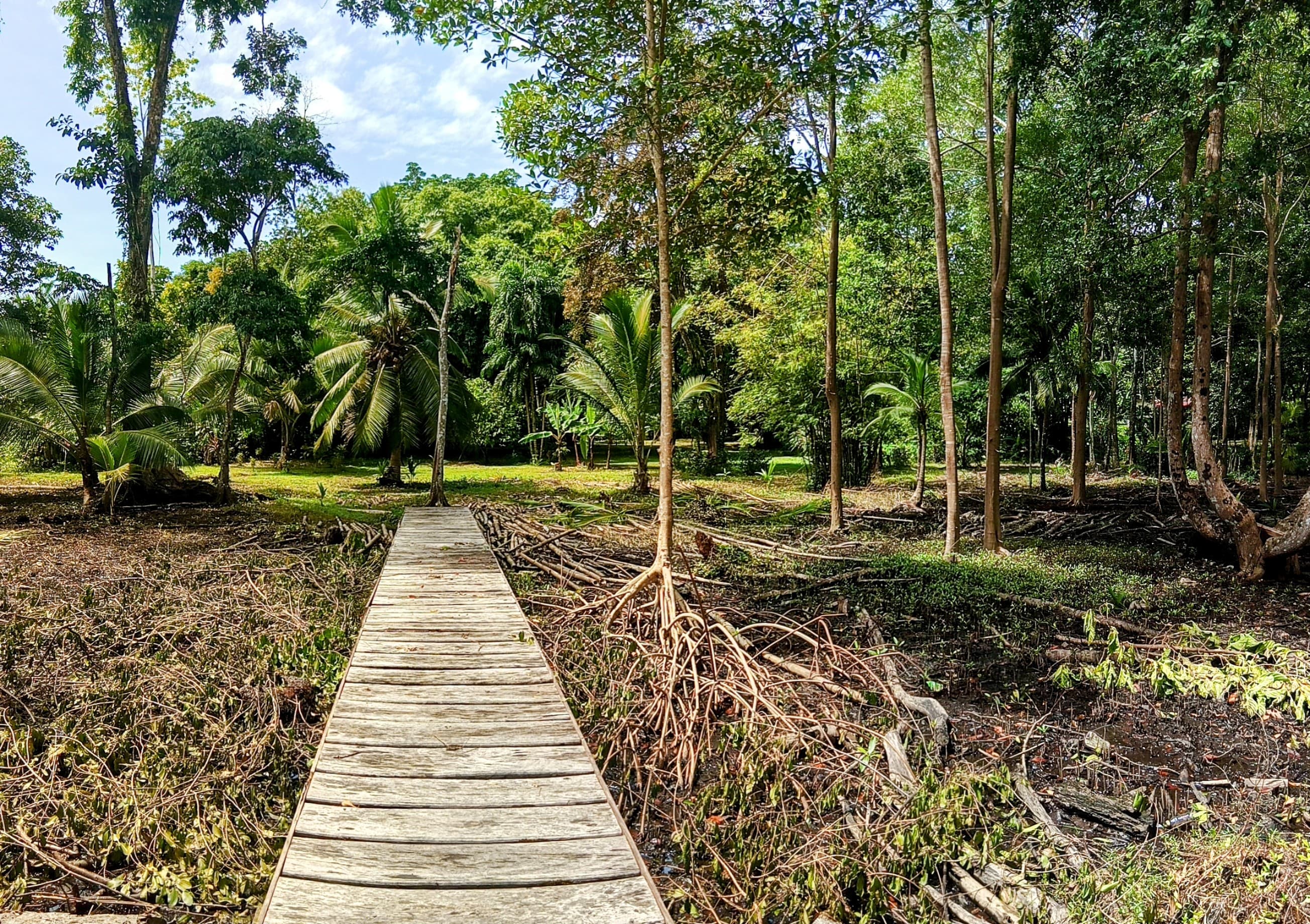 1.5-Acre Private Waterfront Paradise - Tierra Oscura, Bocas del Toro - Photo 4